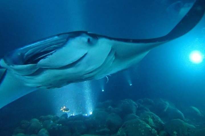 Underwater view of a manta ray gliding over rocky ocean floor with light beams illuminating the background.