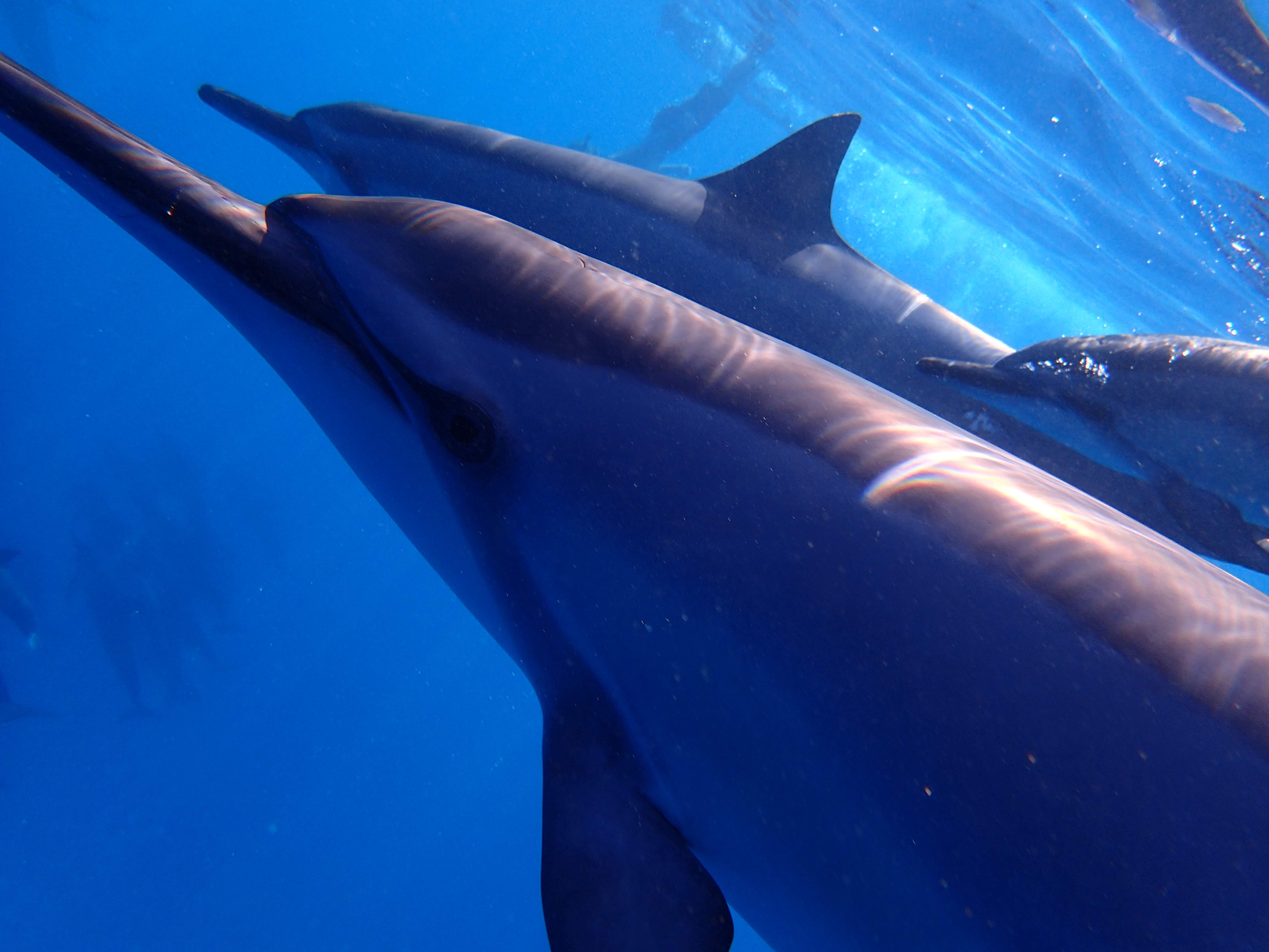 野生のイルカとドルフィンスイム＆ケアラケクア湾でのスノーケリング