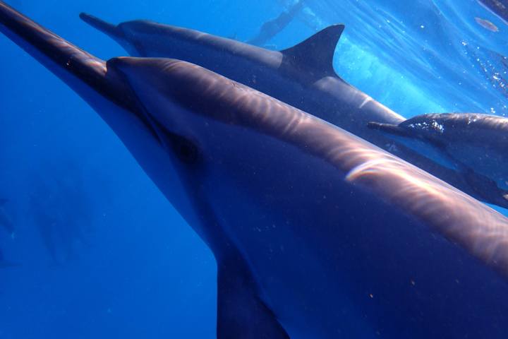 Hawaii Spinner Dolphins personal experience