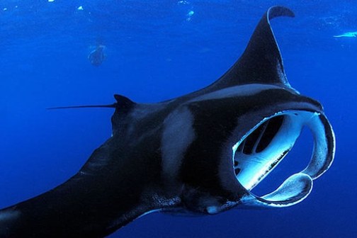 A manta ray swimming in deep blue water, mouth open wide.