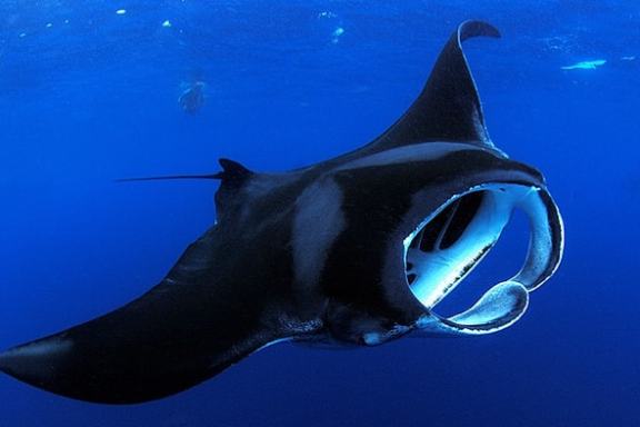 Large manta ray swimming in deep blue ocean with mouth open.