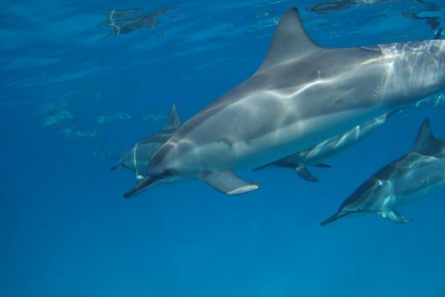 Dolphins swimming underwater in clear blue ocean.