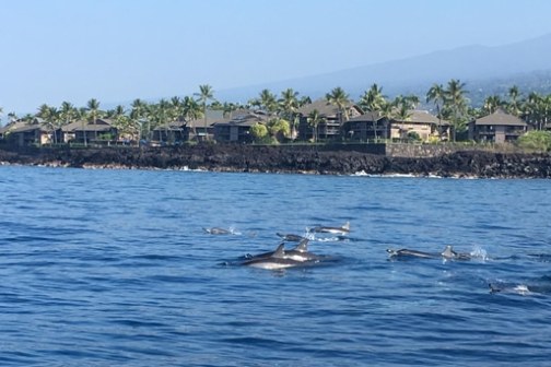 Dolphins swimming near shoreline with palm trees and houses in background.