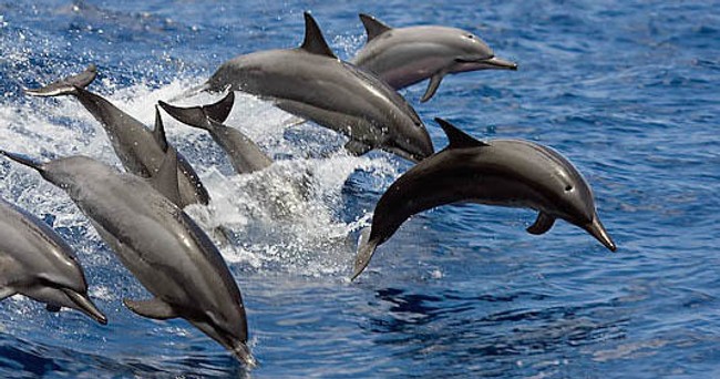 Kona Ocean Experience | Snorkel & Swim With Dolphins & Manta Rays