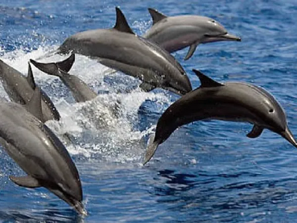 a dolphin jumping out of the water