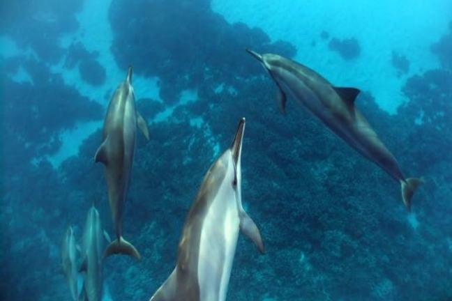 Group of dolphins swimming underwater over a coral reef.