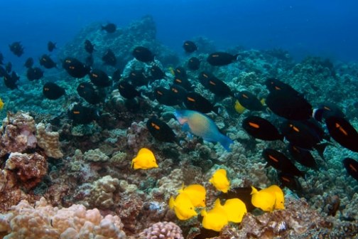 Tropical fish swim over coral reef; yellow and dark fish are visible.