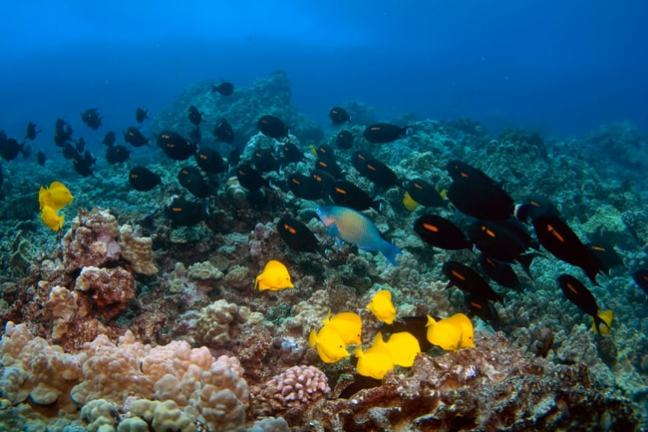 Underwater scene with black and yellow fish swimming over coral reef.