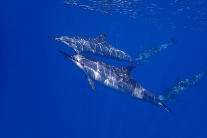Wild Spinner Dolphin Swim and Kealakekua Bay