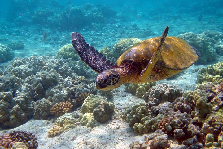 Honu Hawaiian Sea Turtle