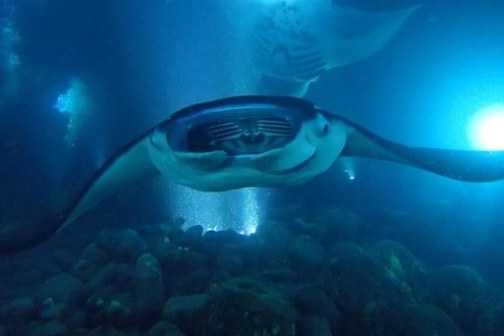 Manta ray swimming underwater at night, illuminated by blue light.