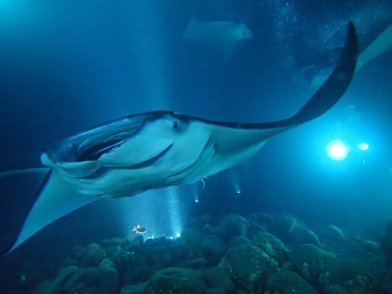 ナイト マンタシュノーケル