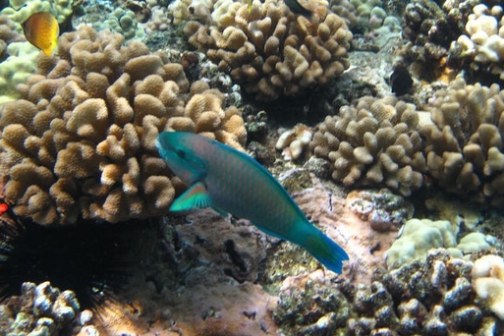Colorful fish swimming among coral reefs underwater.