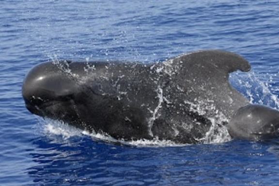 Pilot whale surfacing in the ocean, water splashing around.