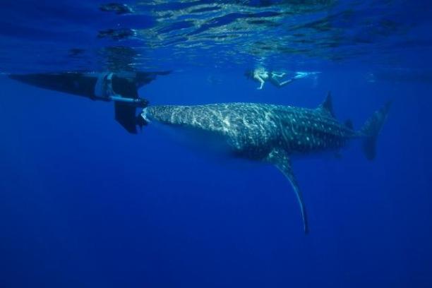 Whale Shark Hawaii with Kona Ocean Experience