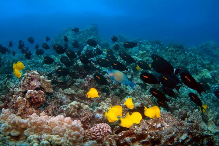 Kealakekua reef fish KOEX