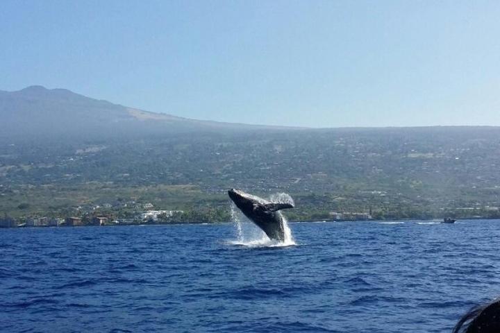 Whale Breach Kailua-Kona Coast KOEX