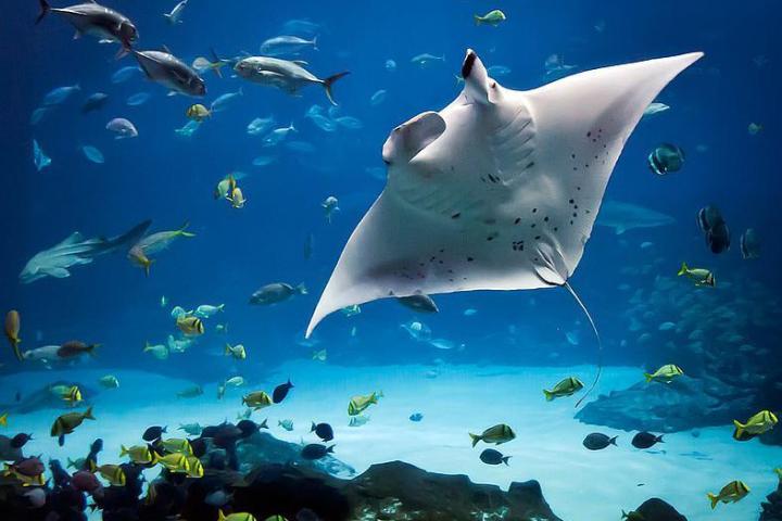 Manta Ray Night Snorkel Keahou Bay