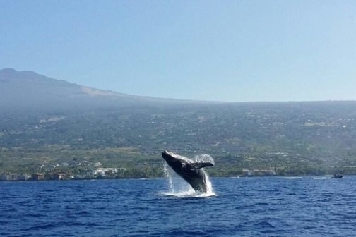 Whale breaching from ocean with mountainous coastline in the background.