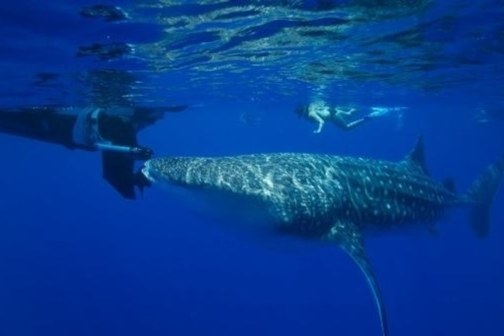 Whale shark swims near a boat with a snorkeler in the water, blue ocean background.