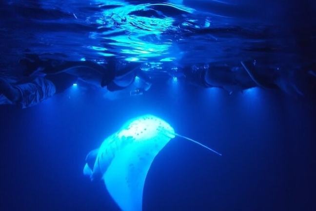 Manta ray swimming under a blue-lit surface at night with reflections of people above.