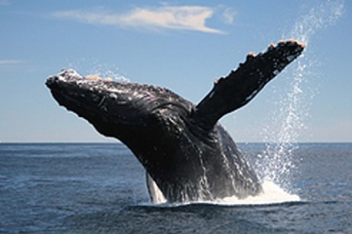 Humpback whale breaching out of the ocean against a clear sky.