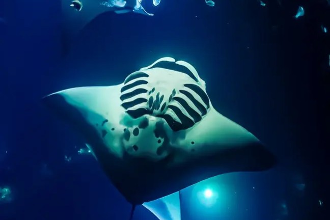 Manta ray swimming underwater at night with a blue illuminated background.