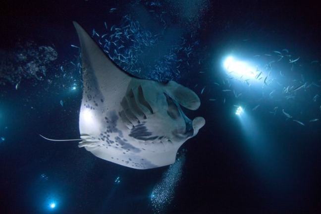 Manta ray swimming in dark water with blue lights and small fish around.