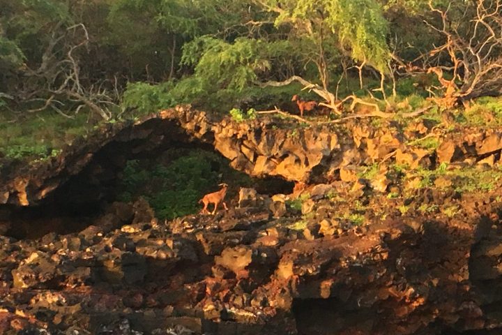 a group of bushes in a forest