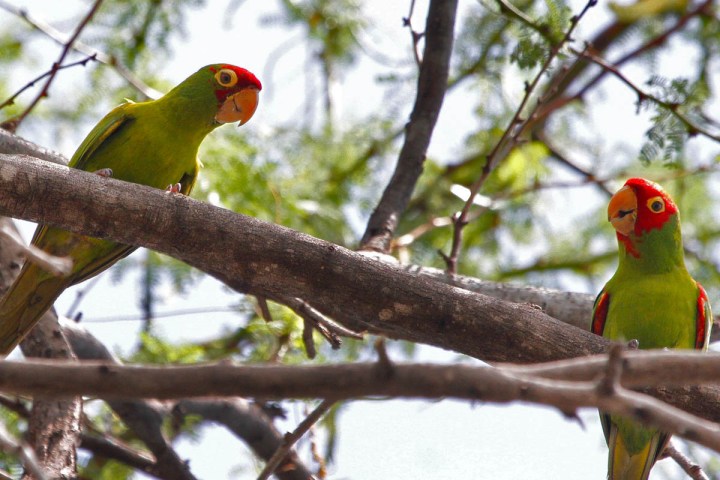 a colorful bird perched on a tree branch