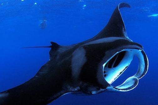 A manta ray swimming underwater with its mouth open against a blue ocean background.