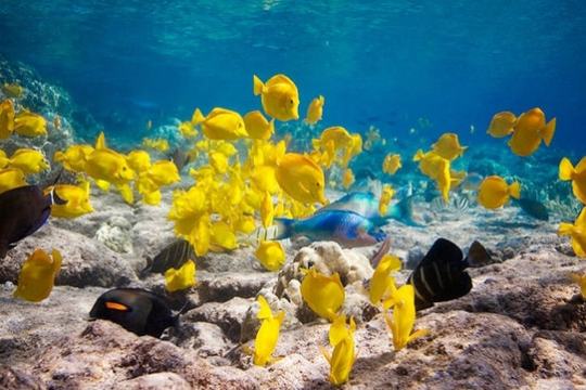 Many yellow fish swimming over a rocky ocean floor under clear blue water.