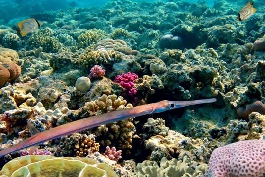 Underwater scene with colorful corals, two small fish, and a long, thin fish swimming across.