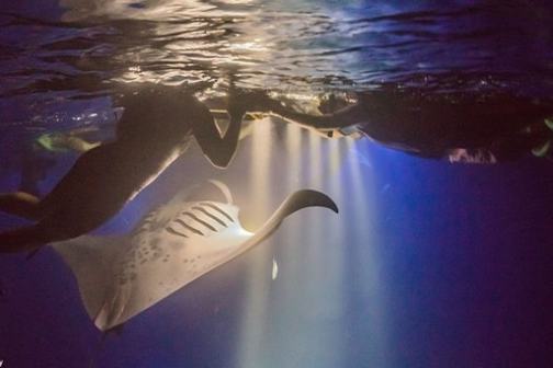Person snorkeling with a manta ray illuminated by underwater lights at night.